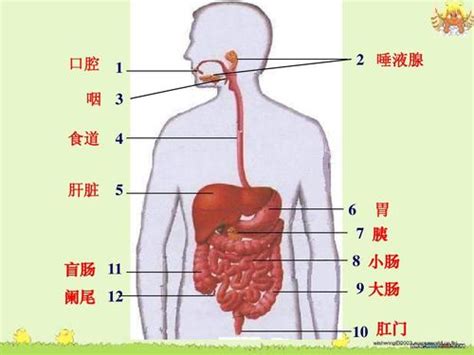 人的胃在哪裡|胃